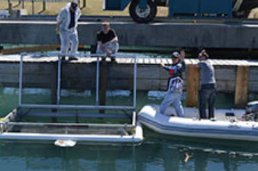 Bluffers participates in Salmon Fish Pen Project for 6th year in a Row