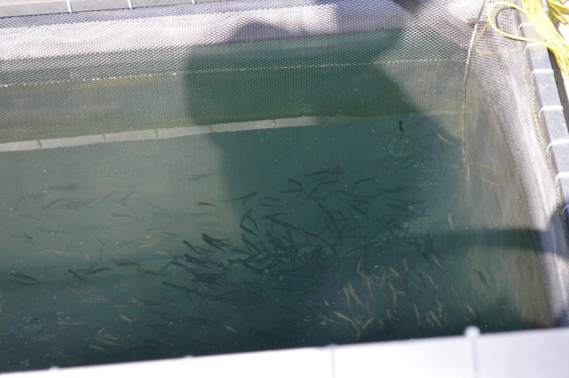 fish-pen2.jpg