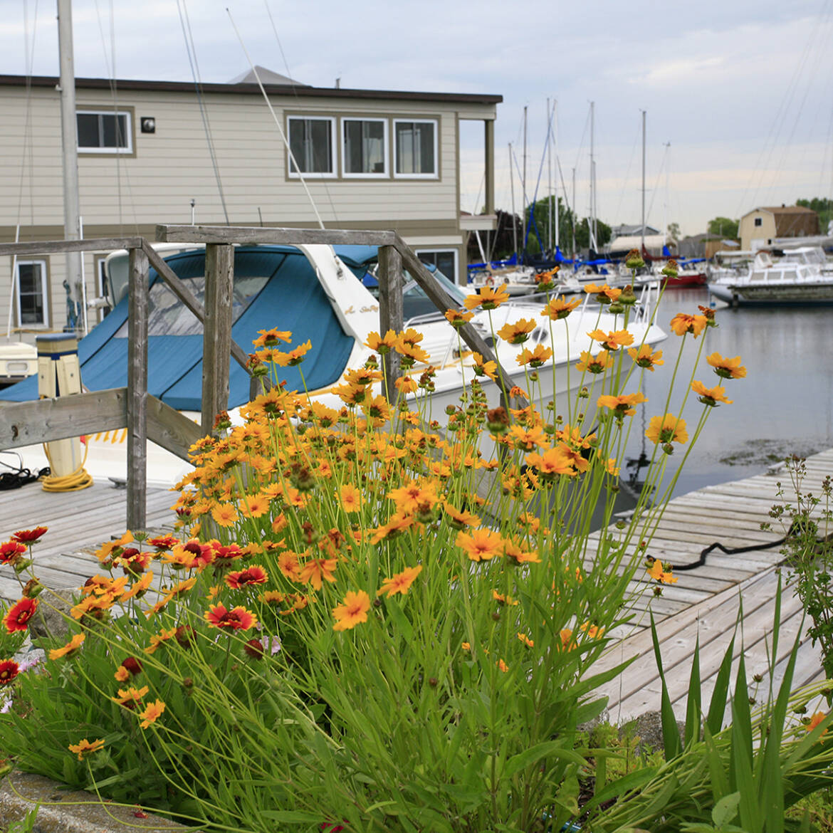 FeatureSqFlowers.jpg